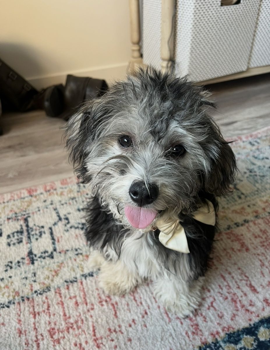 iso loving family home for coton de tulear