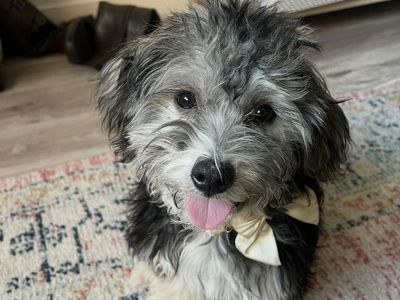 iso loving family home for coton de tulear