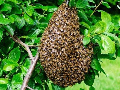  FREE HONEY BEE SWARM REMOVAL – LOCAL BEEKEEPER