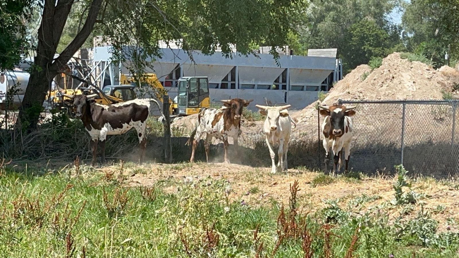 Roping steers