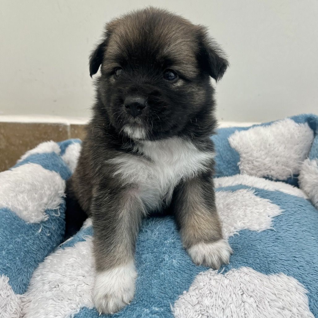 Hello my name is Chewbarka