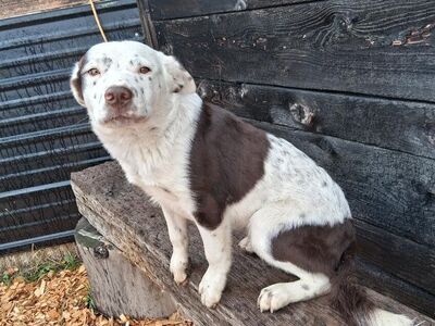 Blue Heeler/ Australian Kelpie