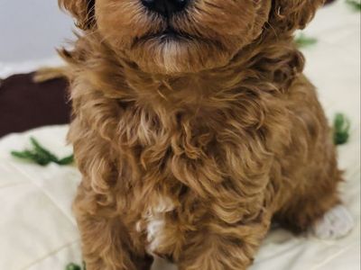 CKC Multigenerational Micro / Toy Goldendoodle Puppies