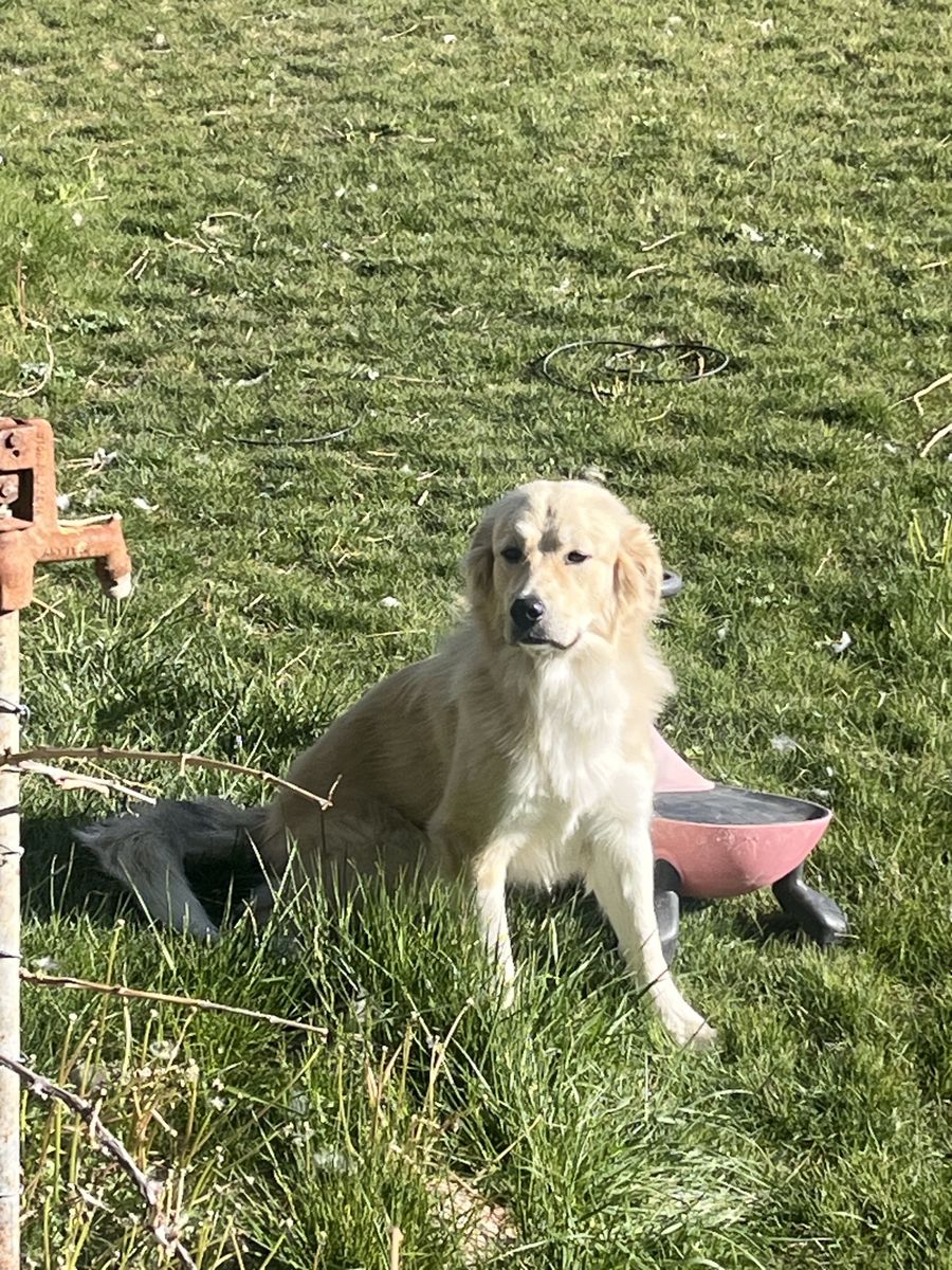 Great Pyrenees Female