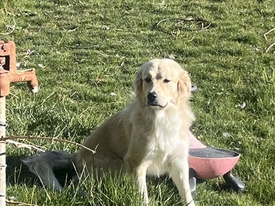 Great Pyrenees Female