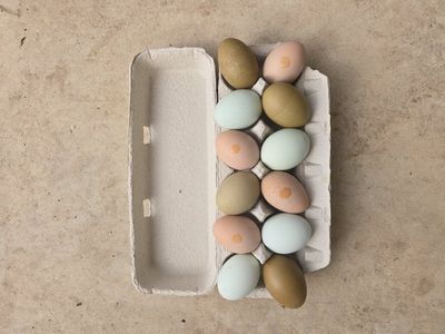 16 pastel heavy bloom hatching eggs