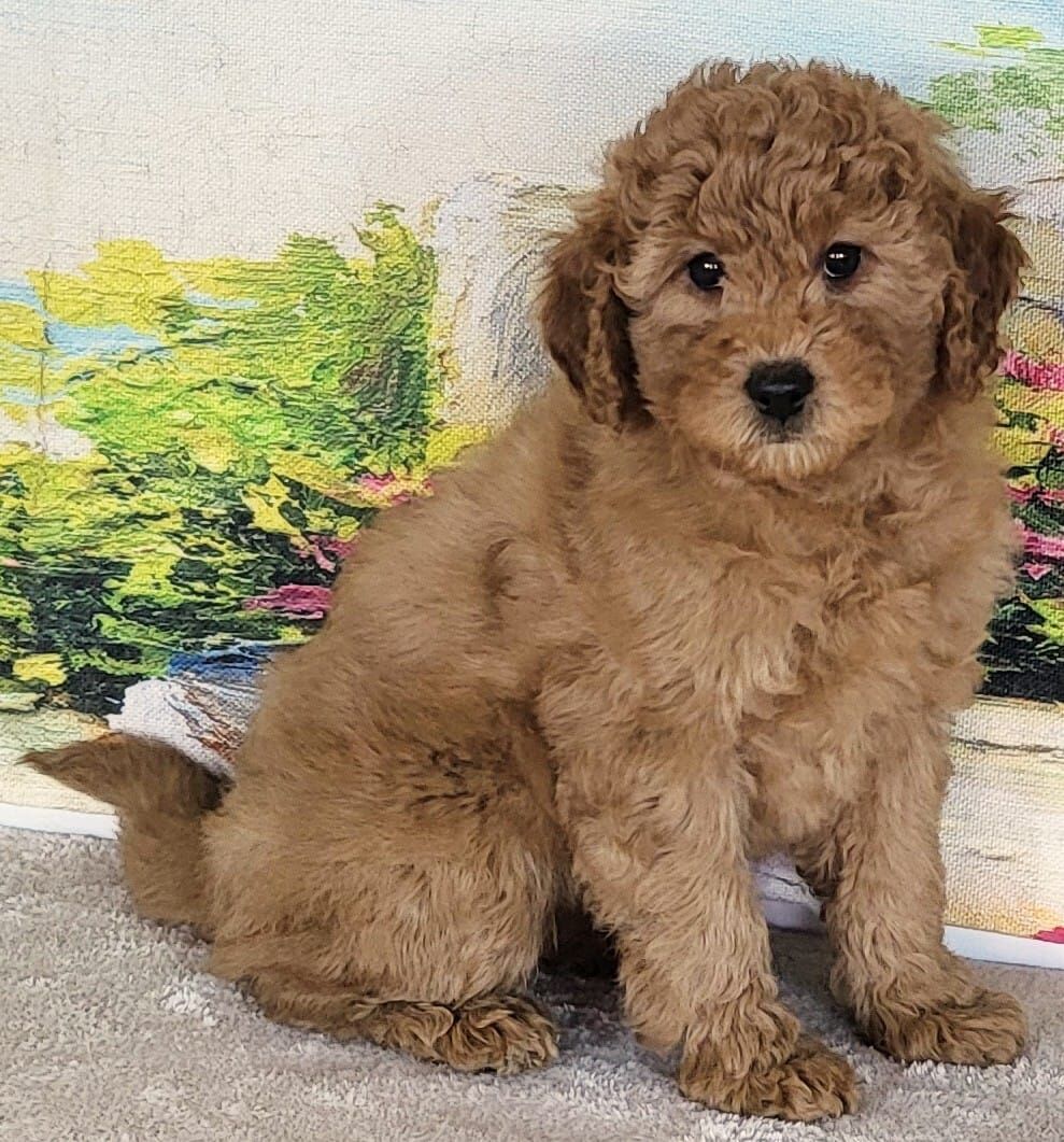 Micro Goldendoodle - Girl Rain $2200