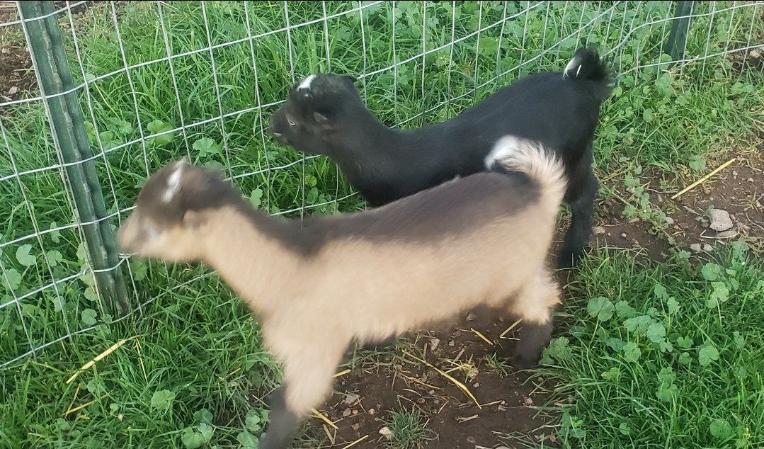 Goats Livestock