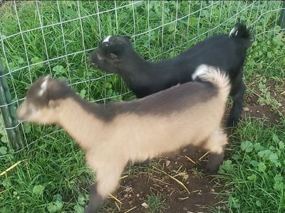 Goats Livestock