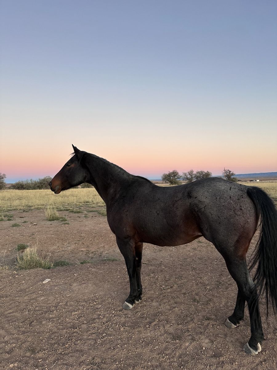 Blue Roan Horse