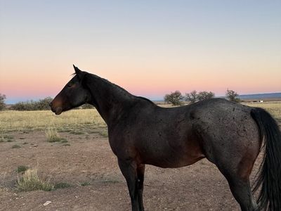Blue Roan Horse