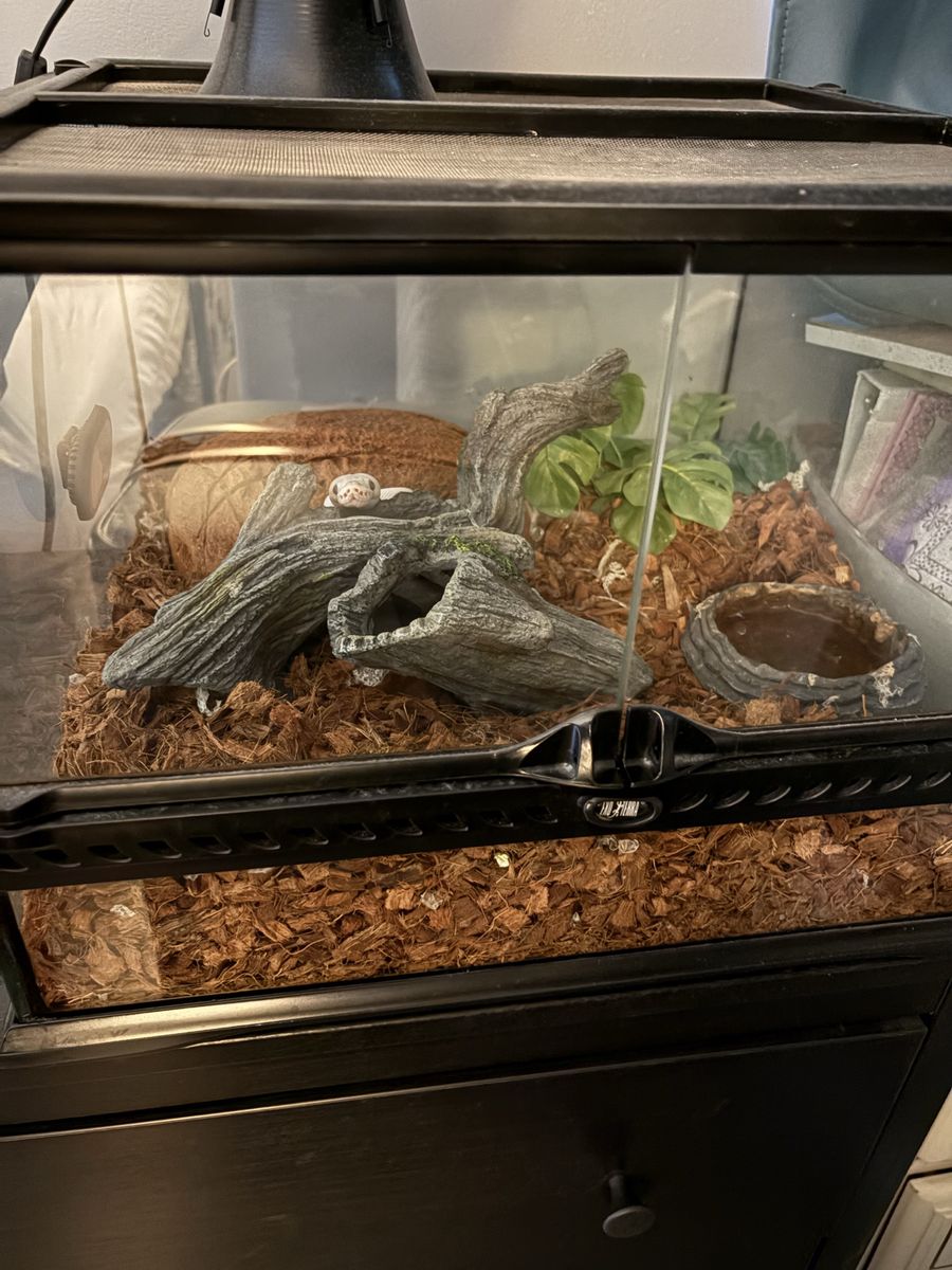 Two Ball Pythons and Full Set Ups for Sale