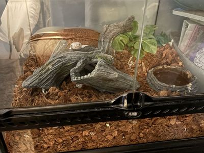 Two Ball Pythons and Full Set Ups for Sale
