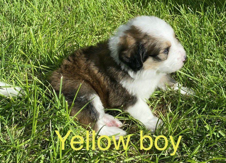 F1 Standard Bernedoodle Boy Puppies! Beautiful Marble Dark & Light Brown Colorings!  Ready to go in 3 weeks!