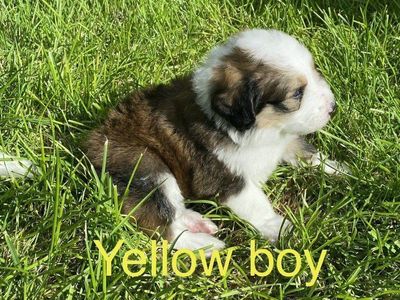 F1 Standard Bernedoodle Boy Puppies! Beautiful Marble Dark & Light Brown Colorings! Ready to go in 3 weeks!