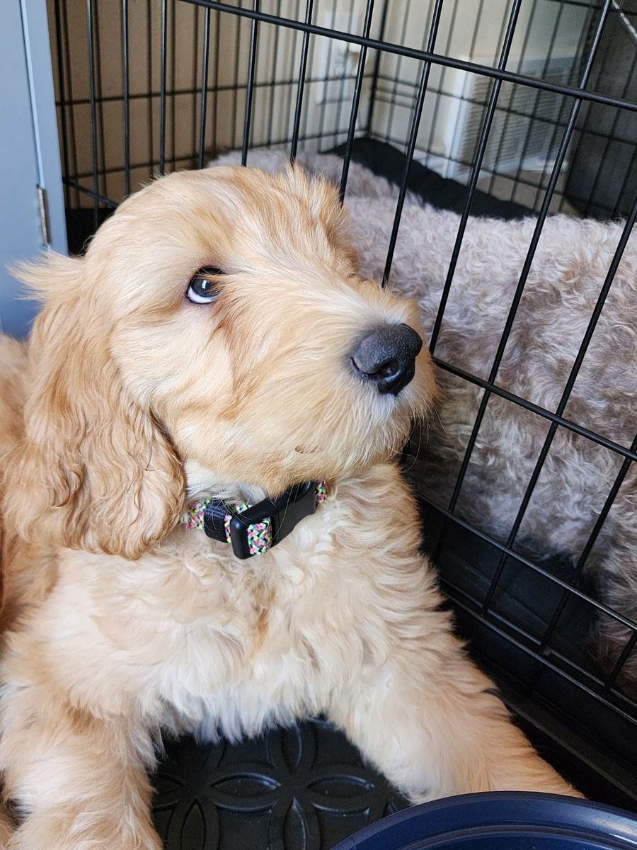 Double Doodle puppies
