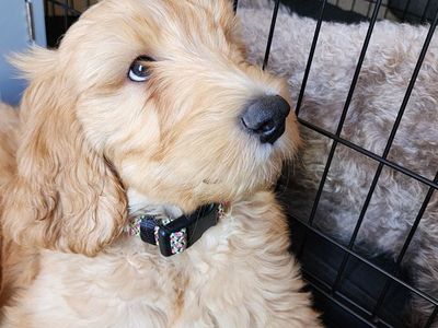 Double Doodle puppies