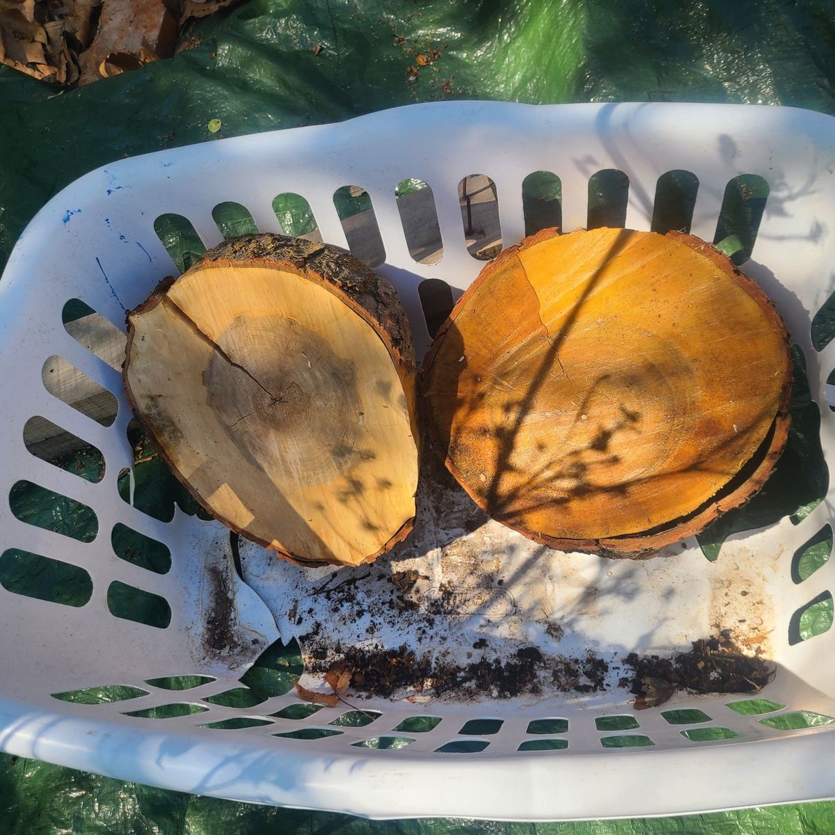 Silver Maple Rounds, $5 each, cash,uneven cuts