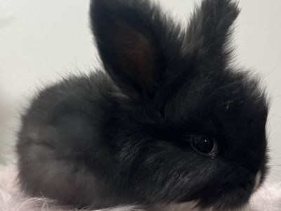 VM black English Angora buck