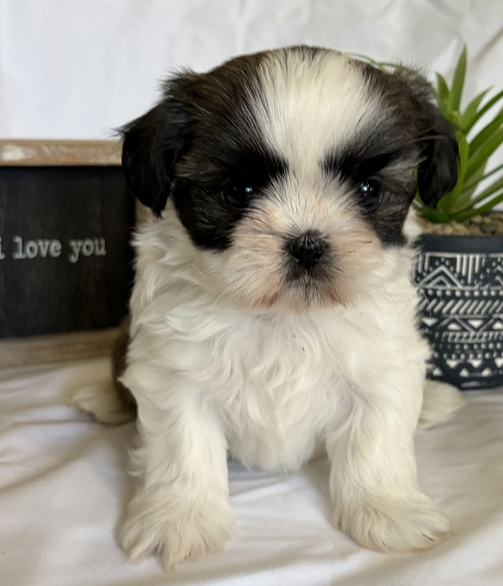 Shih Tzu