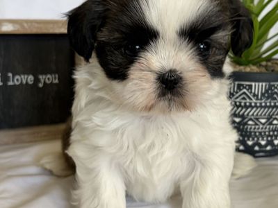 Shih Tzu