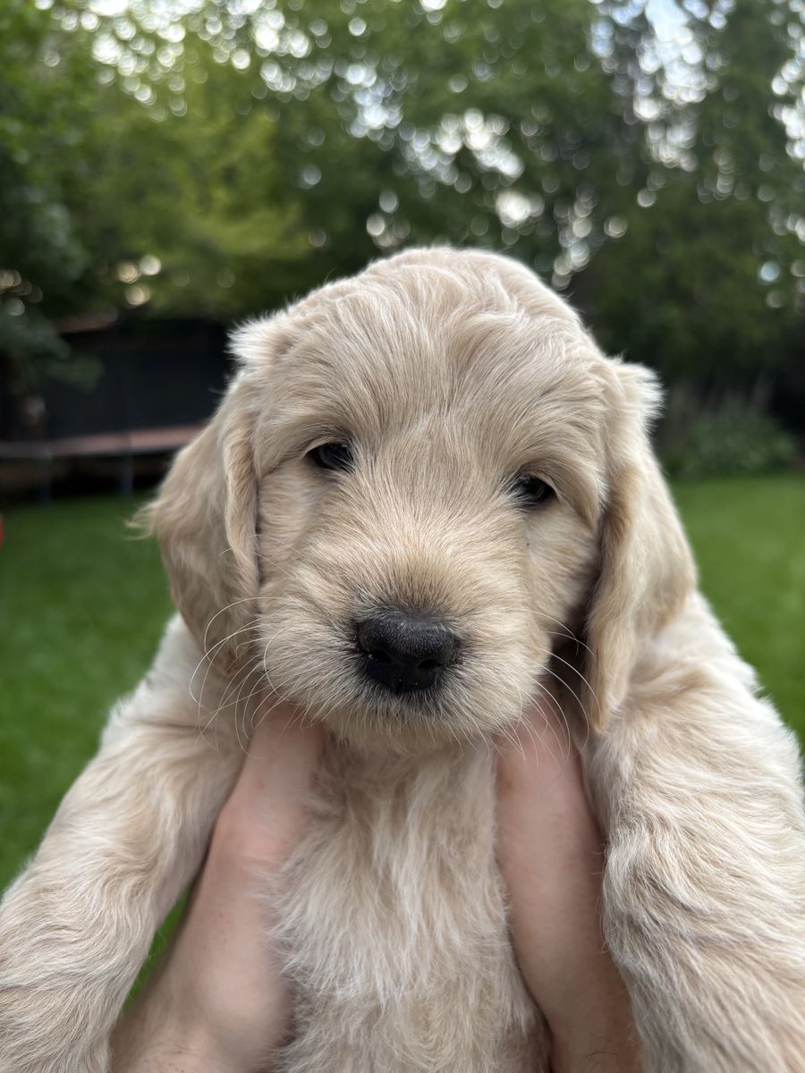 Goldendoodle Coton Mix Puppies