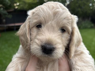 Goldendoodle Coton Mix Puppies