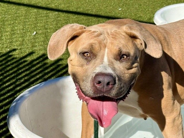 A164078 Goosey Gurl, Available for Adoption