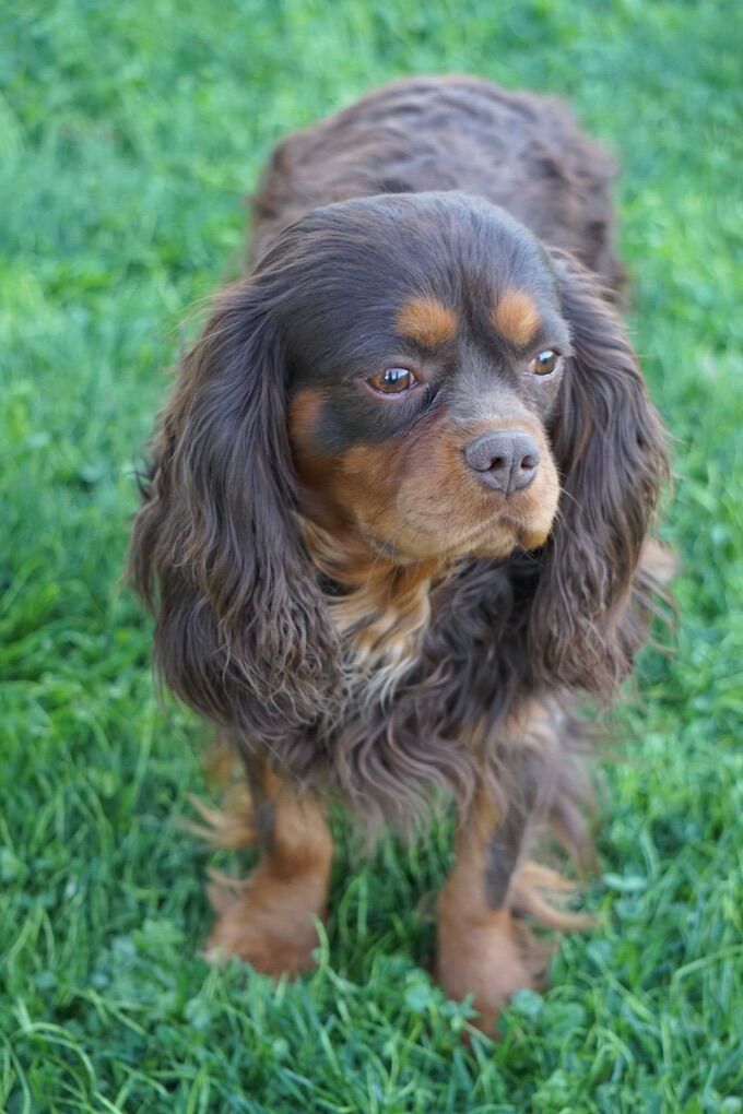 AKC King Charles Cavalier *Stud