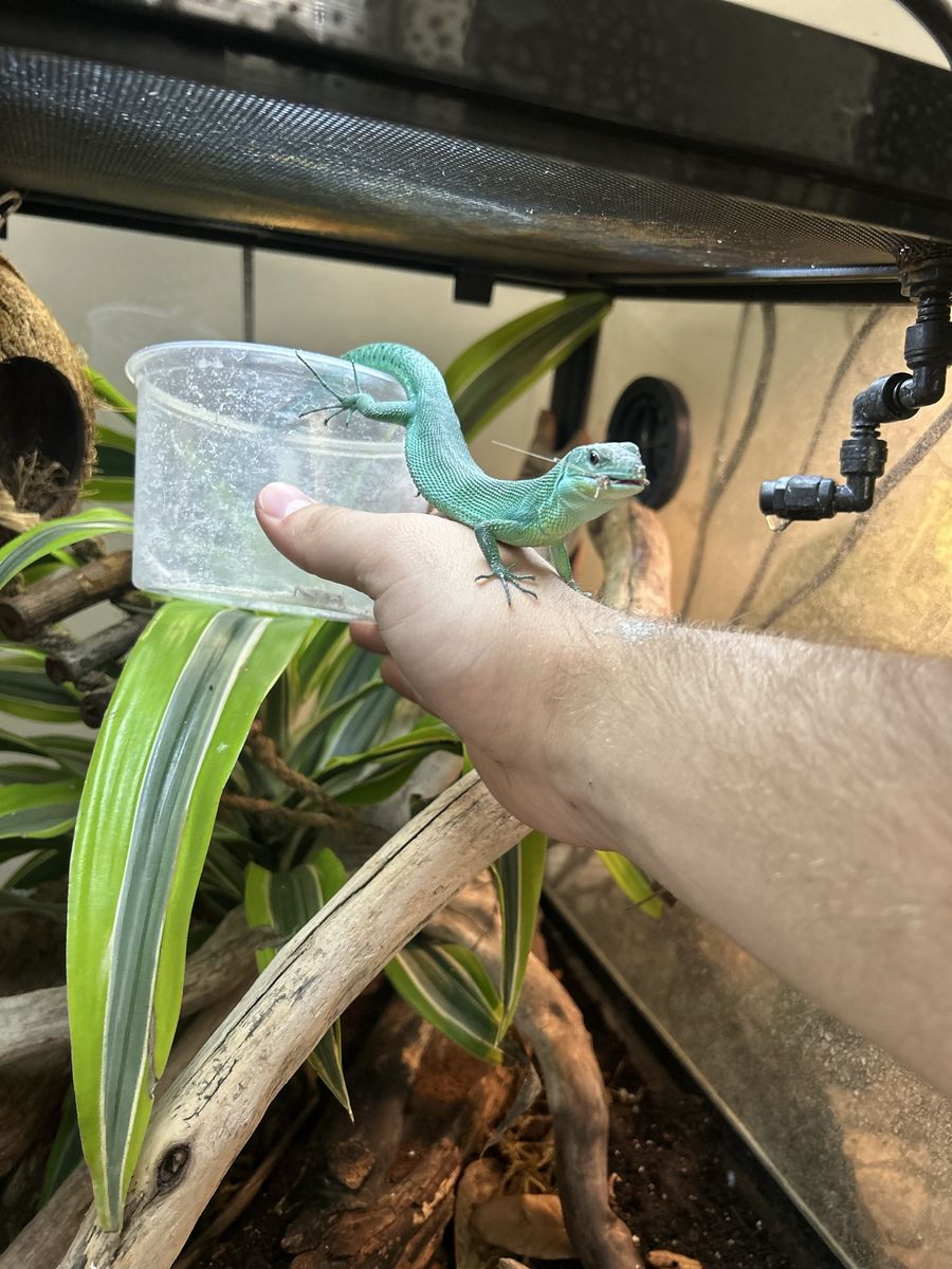 Green-Bellied Keel Lizard