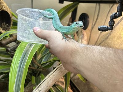 Green-Bellied Keel Lizard