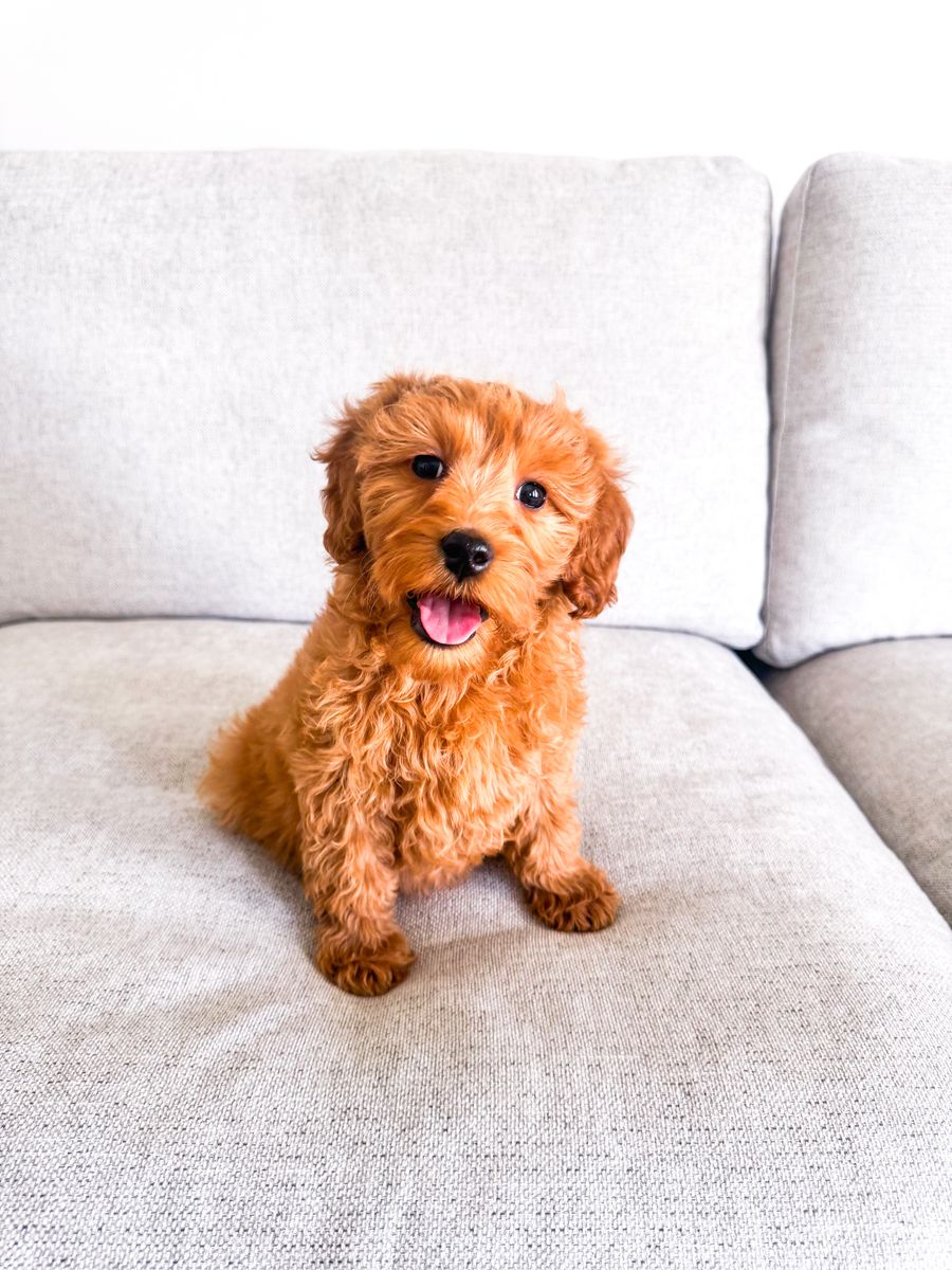 15lb Solid Red Petite Mini Goldendoodle Girl