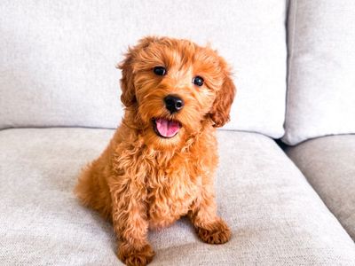 15lb Solid Red Petite Mini Goldendoodle Girl