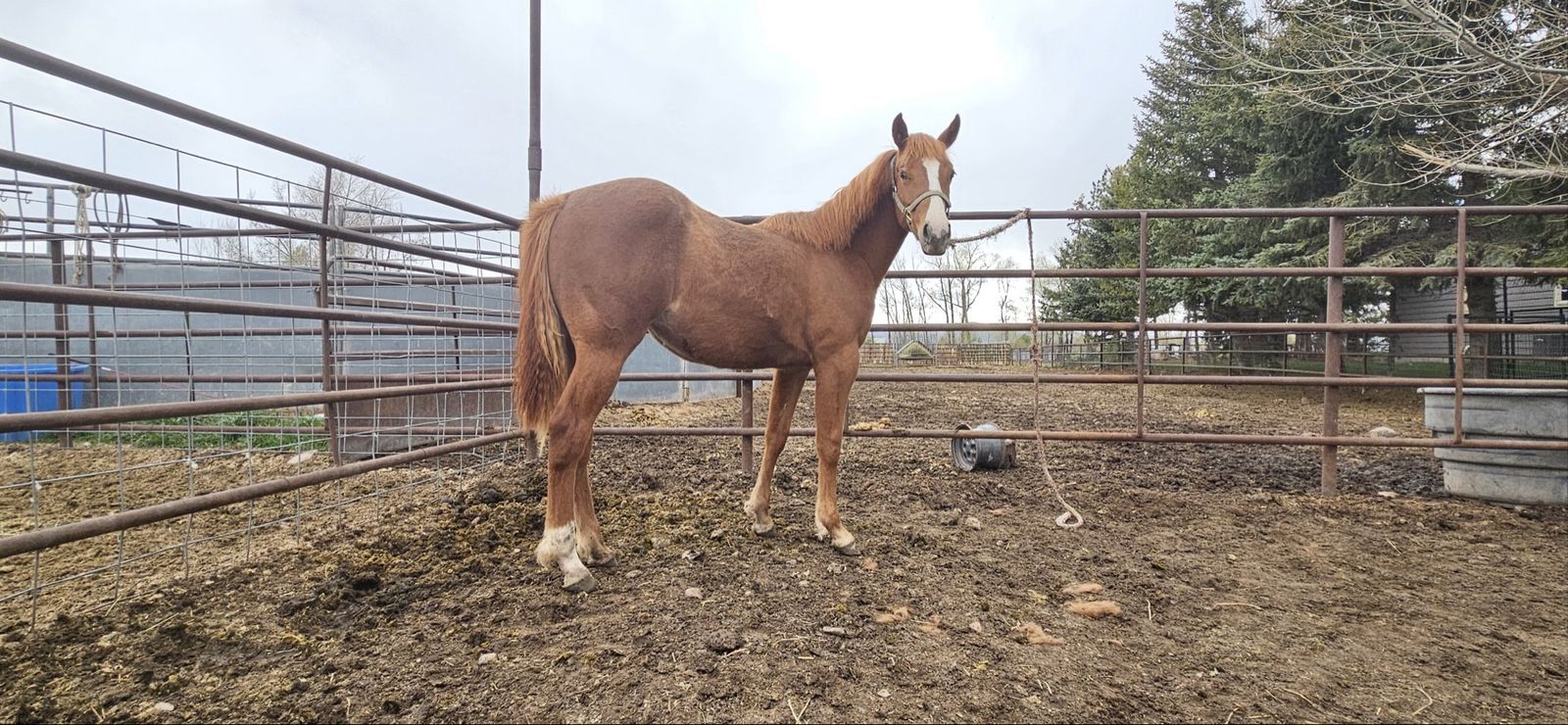 AQHA Yearling Filly