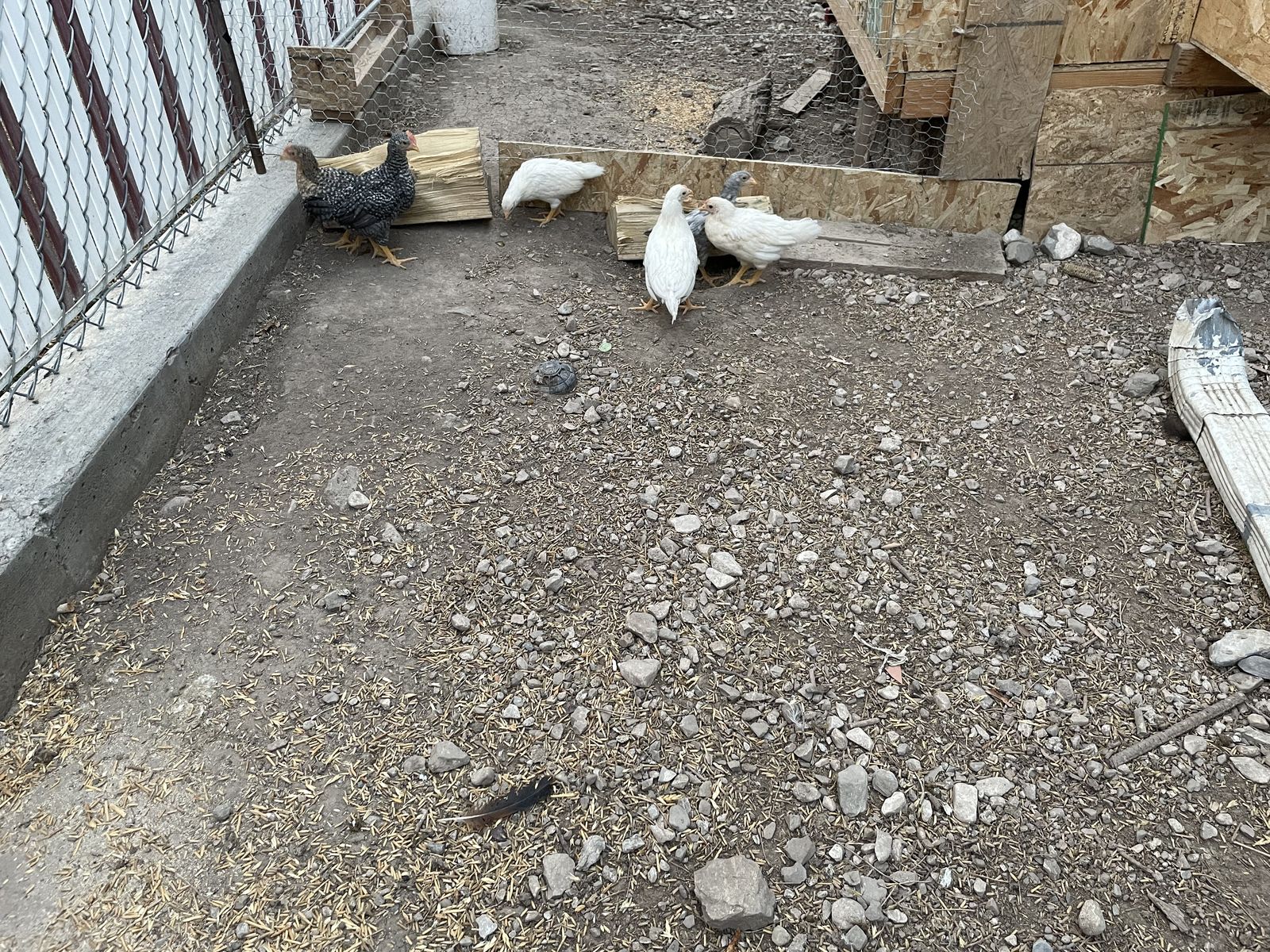 Leghorn Cross Chicks