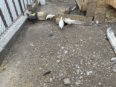 Leghorn Cross Chicks