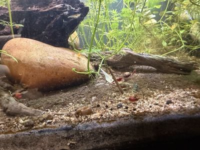 Neocaridina shrimp