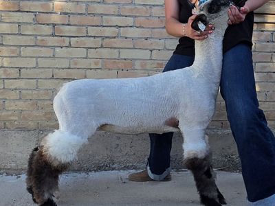Show Lamb