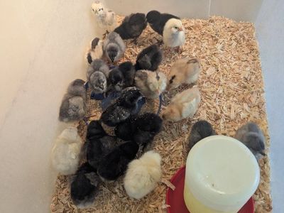 chicks for sale