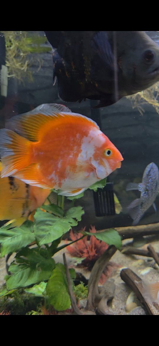 Parrot and Oscar fish