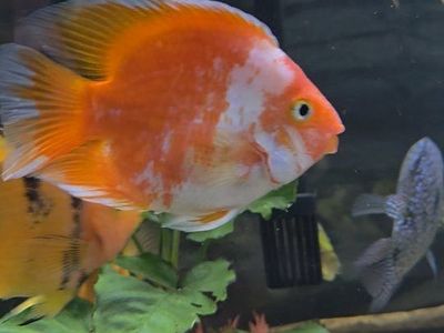 Parrot and Oscar fish