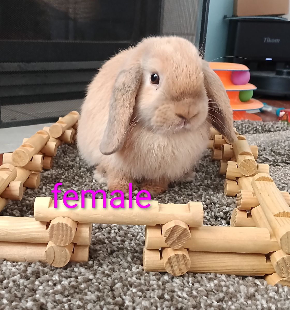  Holland Lop Bunnies Looking for New Homes