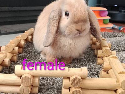 Holland Lop Bunnies Looking for New Homes