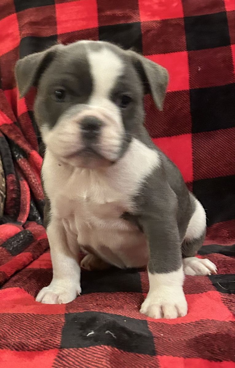 Price Reduced!  Miniature Old English Bulldog