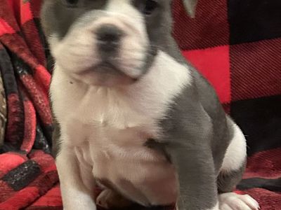 Price Reduced! Miniature Old English Bulldog