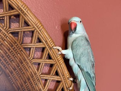 Beautiful Blue Ringneck Parrot (Rosella) with Large Cage and Toys - Rehoming