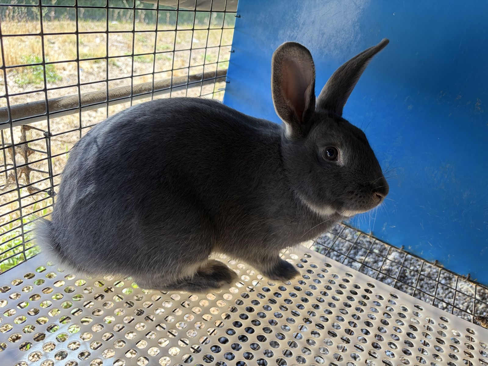 Black Otter Rex/Californian cross buck