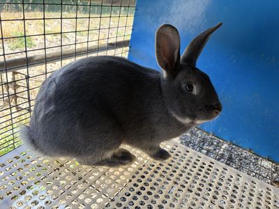 Black Otter Rex/Californian cross buck