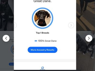 Great Dane Puppies