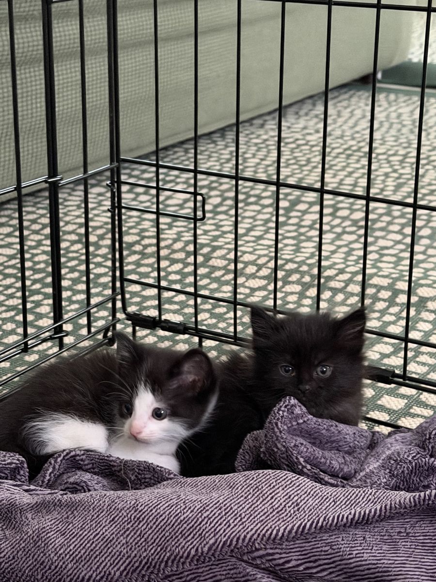 Kittens